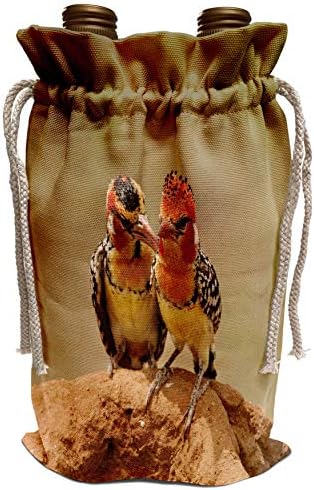 3drose Danita Delimont - Birds - Quênia, Samburu, Bird Red -amarelo -amarelo - AF21 JMC0281 - Joe e Mary