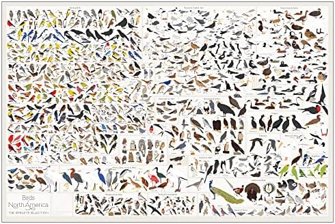 Gráfico pop | Aves da América do Norte | Poster de grande formato de 36 x 24 | Todas as espécies