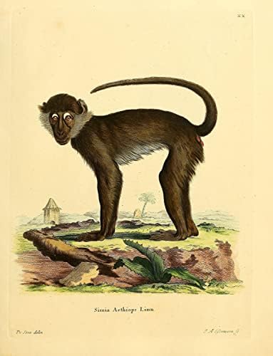Paléia branca Mangabey PriMate Monkey Vintage Wildlife Decor de escritório de sala de aula Zoologia