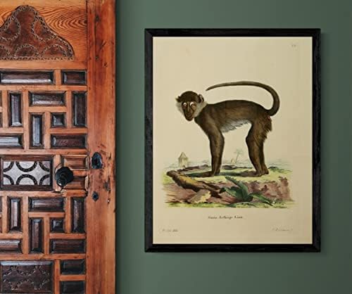 Paléia branca Mangabey PriMate Monkey Vintage Wildlife Decor de escritório da sala de aula Zoologia Ilustração