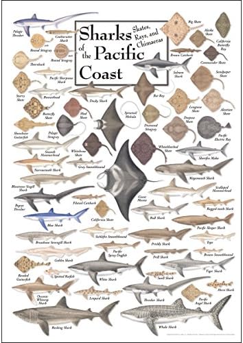 Poster - tubarões, patins, raios e chimaeras do Pacífico