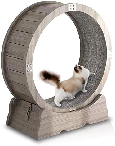 Roda de gato de roda gato rodas gatos de gato para gatos internos gatos exercícios de roda gato gatos
