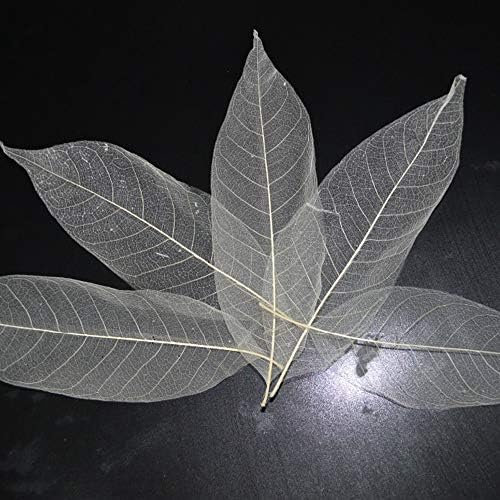 Houchu 100pcs Natural Magnolia esqueleto de folhas secas amostras para scrapbook de cartão de reclusão de cartas