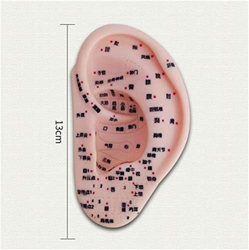 Modelo de acupuntura para ouvido de fhuili - modelo de acupuntura humana de 13 cm Modelo de orelha -