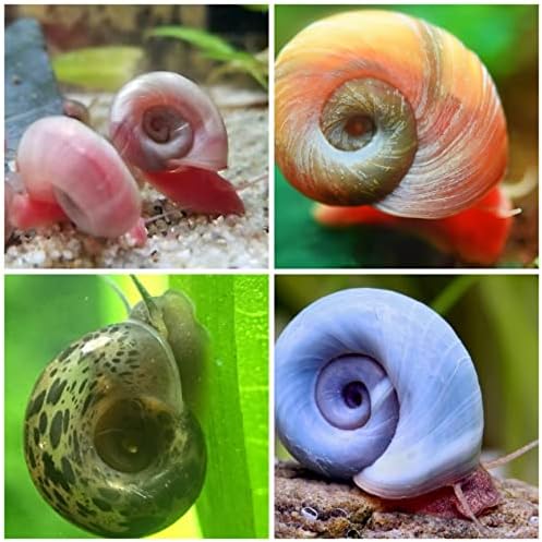 M/LG variado Ramshorn Snails