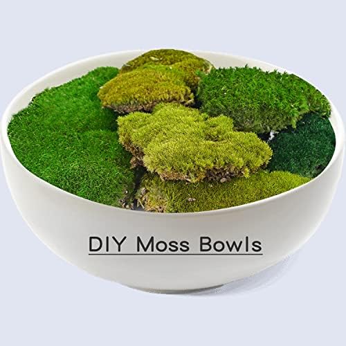 Taikuu 久の 物 物 物 1 pés quadrados preservados Moss Moss Moss, musgo para plantas em vasos, musgo falso