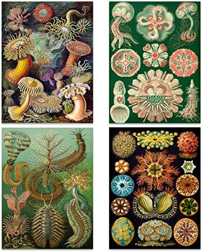 Ernst Haeckel Kunstformen der Natur placas Nature Vintage Vários Sea Life Biologia Arte Impressão Poster Decoração