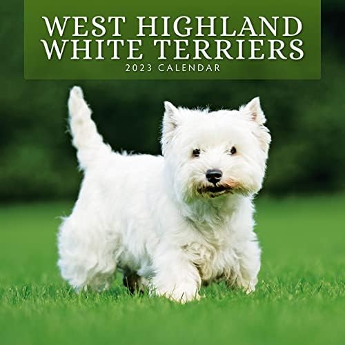 2023 West Highland White Terriers Monthly Wall Calendar por Red Robin Calendários 12 x 12