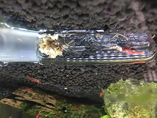 3 buracos planaria aquário armadilha sanguessuga apanhador 2 peças para camarão cereja Cristal de camarão vermelho anão