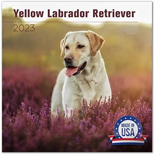 2022 2023 Amarelo Labrador Retriever Calendário - Raça de cachorro Calendário mensal de parede
