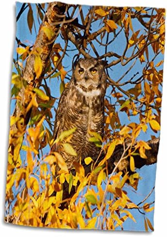 3drose Great Horned Owl, Bubo Virginianus, dormindo em Cottonwood. - Toalhas