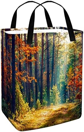 Autumn Forest Tree Landacape Printe