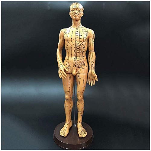 Modelo de acupuntura de Fhuili - Modelo de acupuntura masculina Medicina chinesa Meridian Point Modelo de acupuntura médica do corpo inteiro - Para ensino de estudo