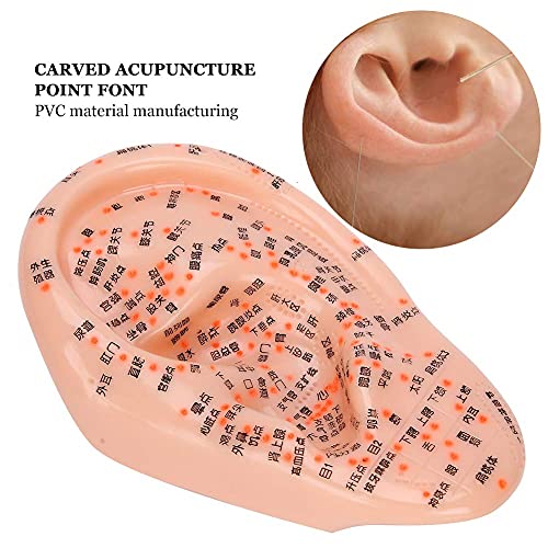 Modelo anatômico de acupuntura da orelha humana com pontos de acupuntura