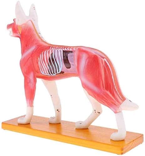 Modelo de ensino de RRGJ, modelo anatômico de acupuntura de cães anatomia de acupuntura Modelo do animal corporal com 72 pontos de acupuntura 0827 biologia da anatomia
